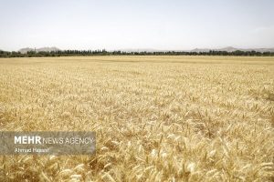 پرداخت ۴۱.۸ همت دیگر از مطالبات گندم‌کاران